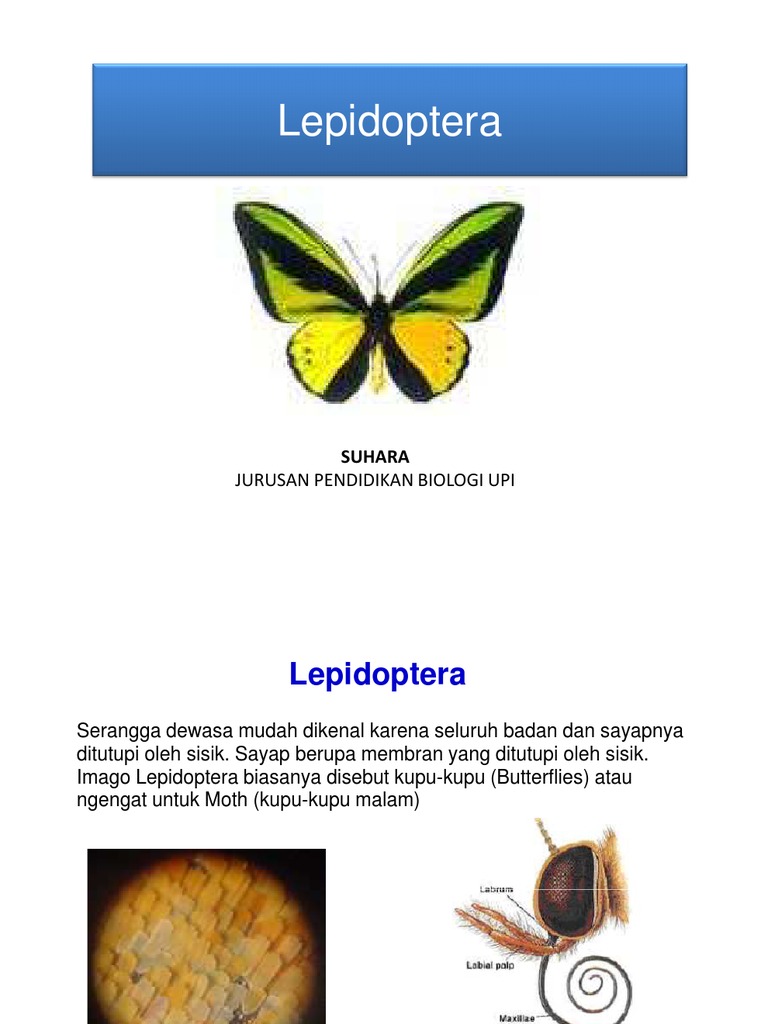 Download 410 Gambar Evolusi Kupu Kupu Paling Baru 