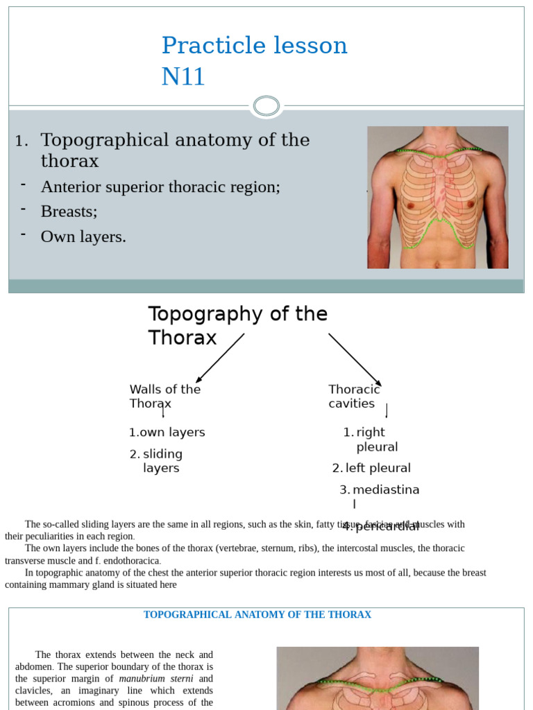 Topographical Anatomy of the Thorax | PDF | Thorax | Vertebra