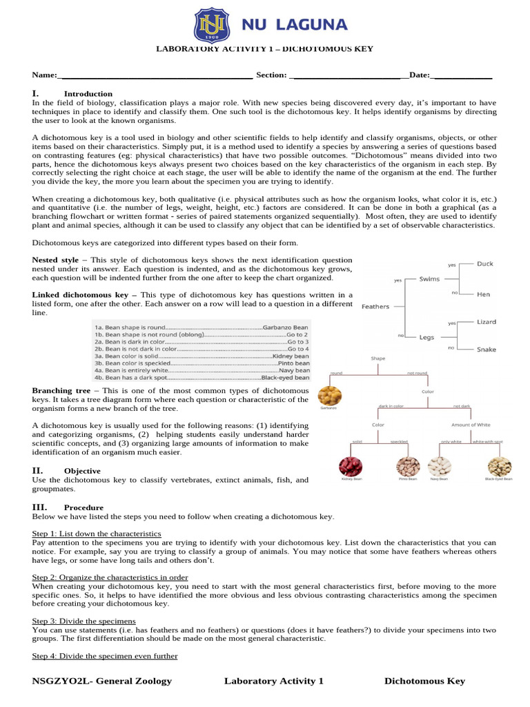 Lab Activity 1 Dichotomous Key Cladogram | PDF | Vertebrates | Reptile