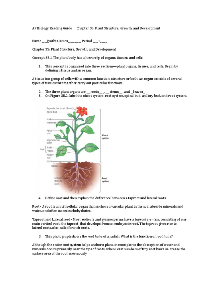 labeling primary growth structures ground tissue