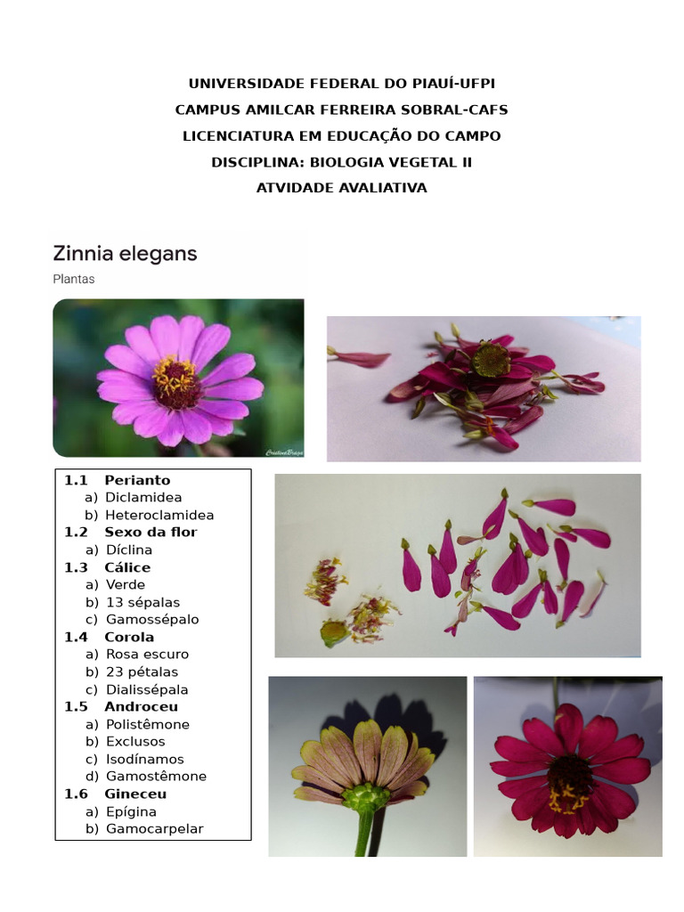 Estrutura Floral: Perianto e Gineceu | PDF