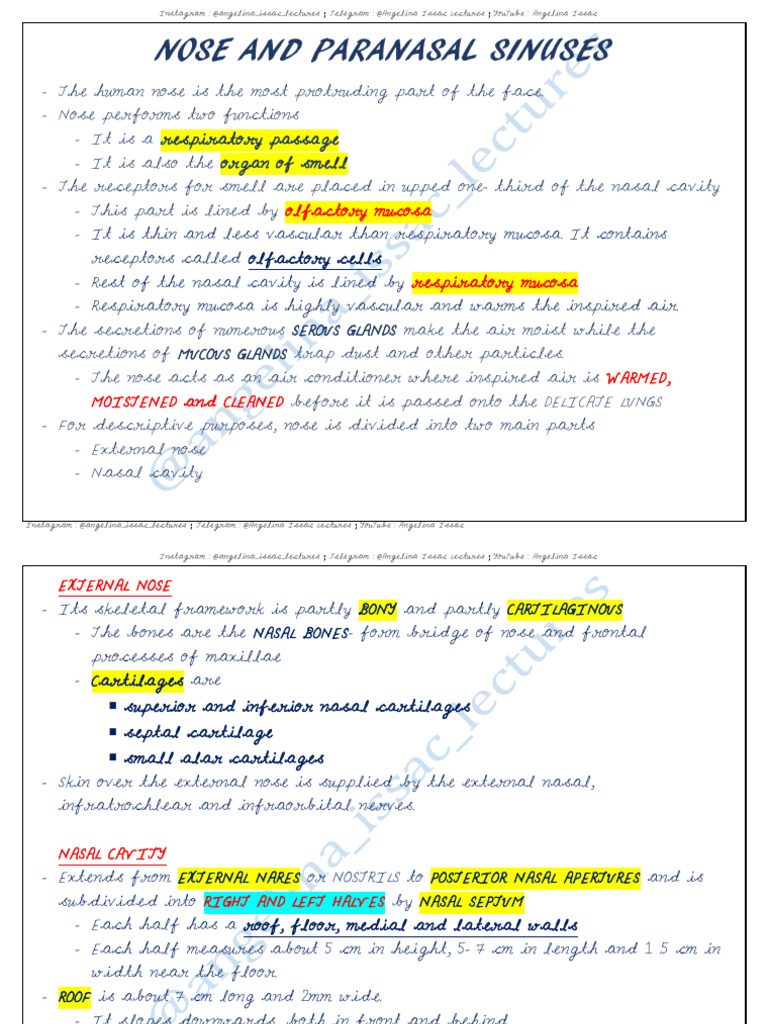 Nose and Paranasal Sinuses | PDF | Human Nose | Otorhinolaryngology