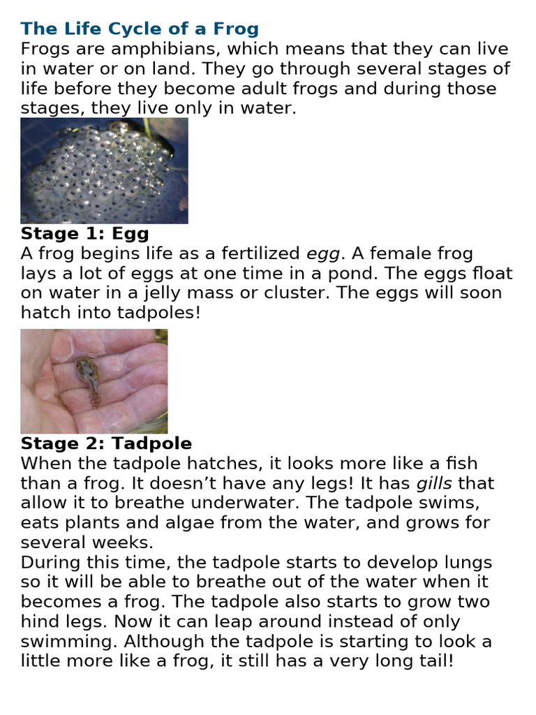 Frog 1 | PDF