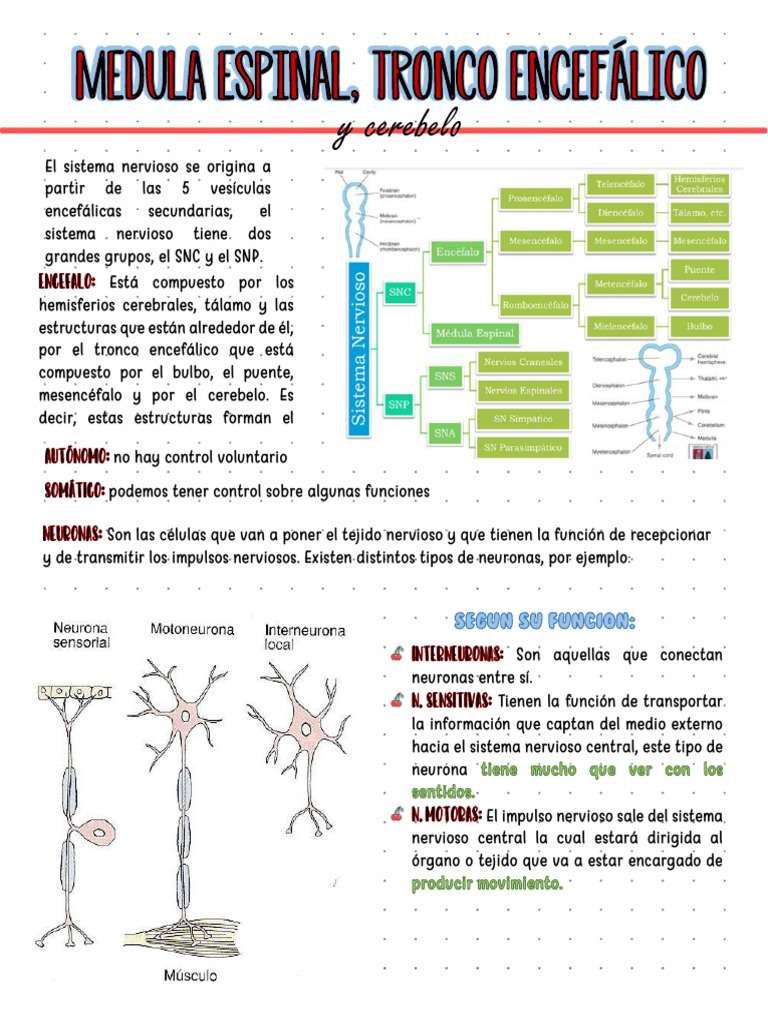 Estructura y Función del Sistema Nervioso | PDF | Médula espinal | Cerebelo