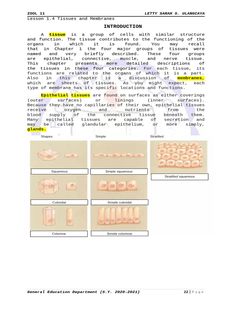 Types of Epithelial Tissues Explained | PDF | Epithelium | Biology