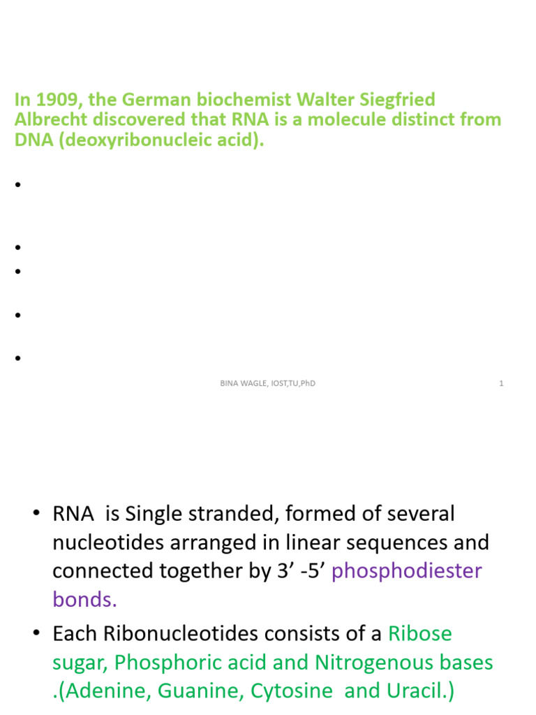 RNA: Structure, Types, and Functions | PDF | Rna | Ribosome