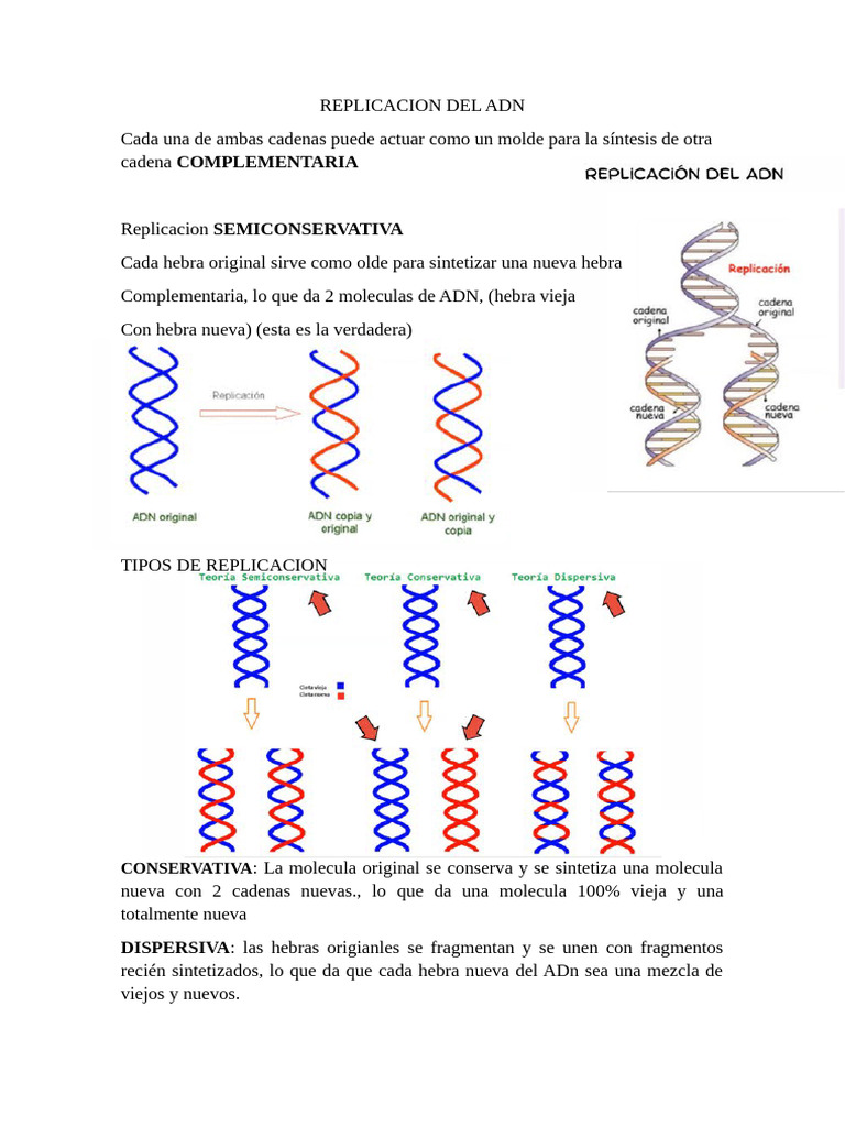 Mecanismos de Replicación y Reparación del ADN | PDF | Replicación De ...
