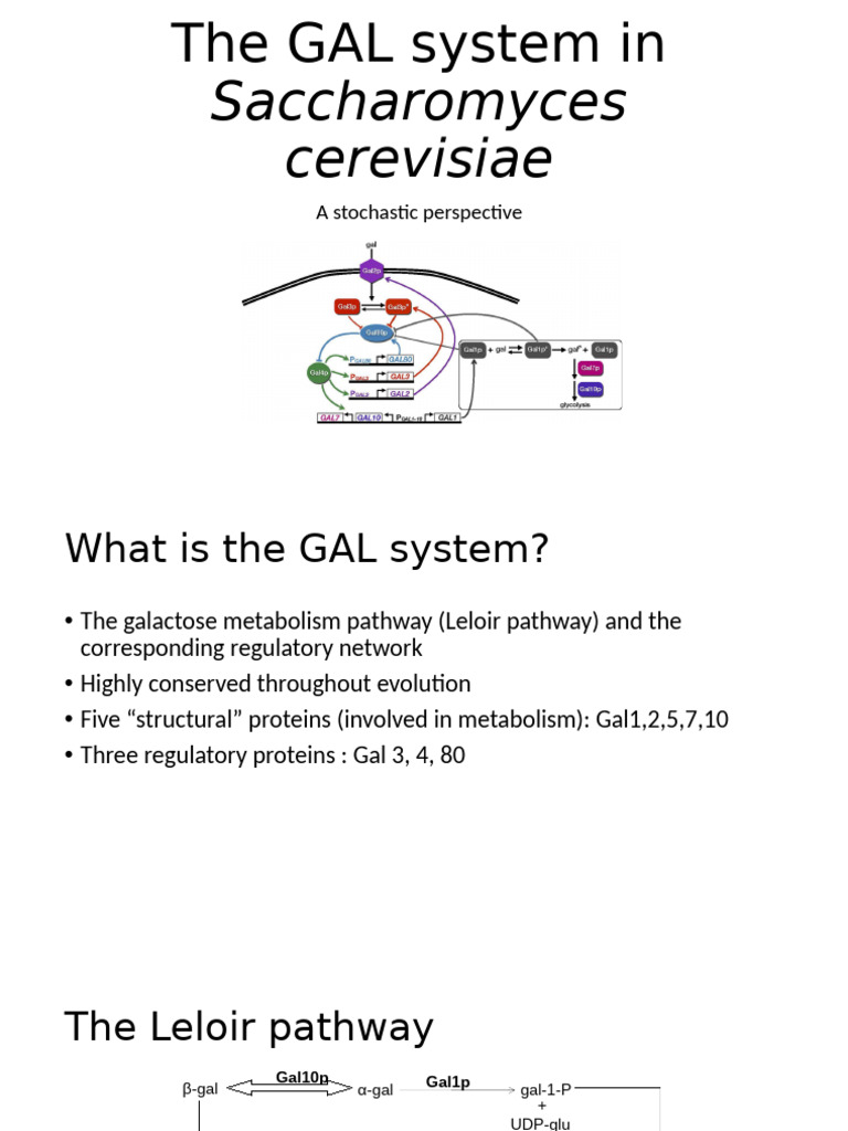 GAL System: Stochastic Regulation Insights | PDF | Biology | Biochemistry