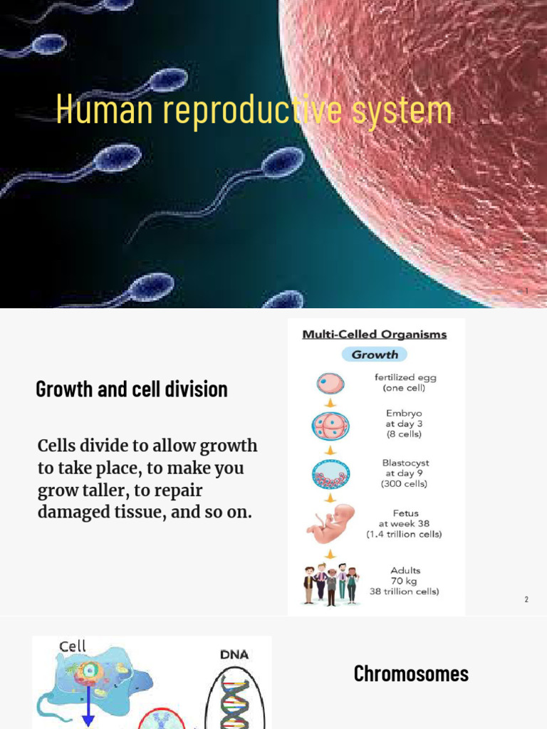 Overview of Human Reproduction Process | PDF | Fertilisation | Uterus