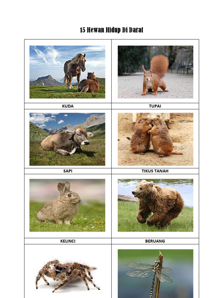 870 Gambar Hewan Hidup Di Air Dan Darat HD Terbaik
