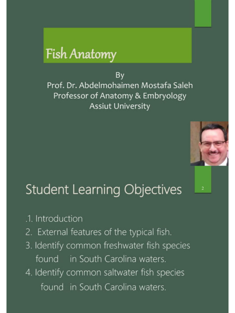 Fish Anatomy Done | PDF