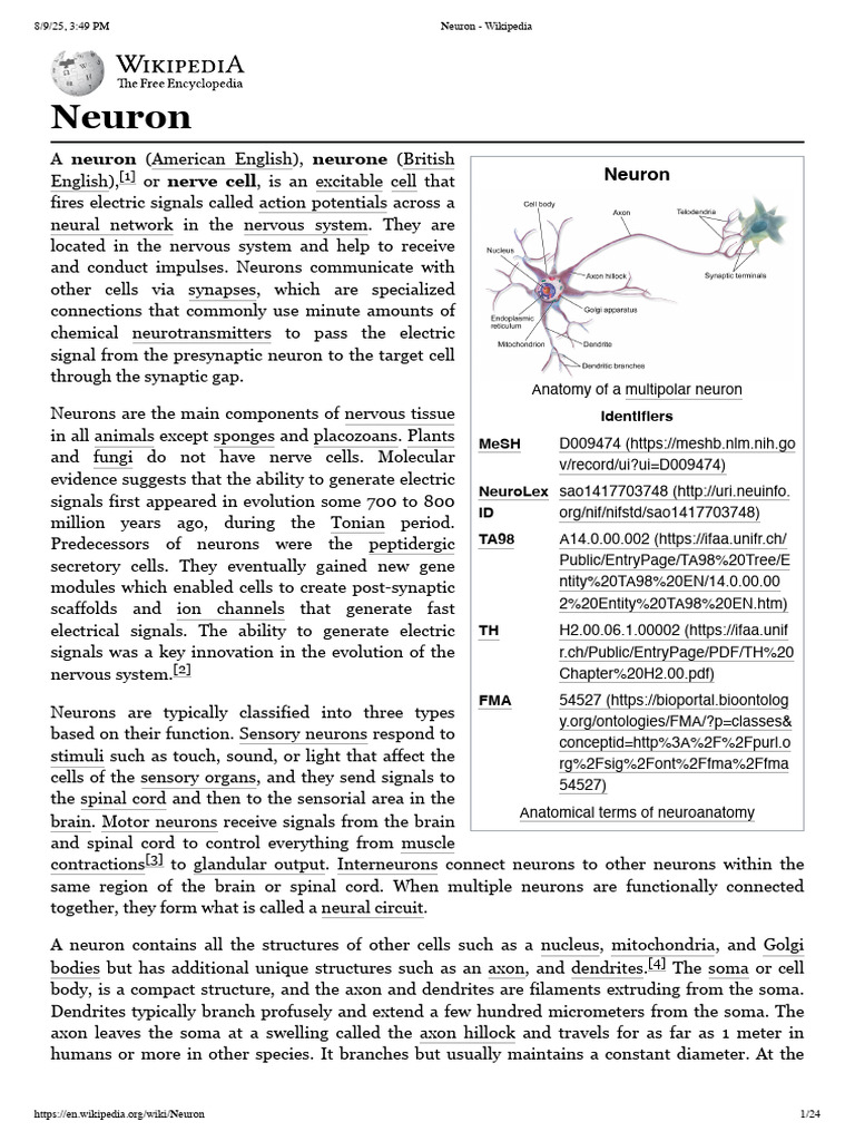 Anatomy of Multipolar Neurons | PDF | Neuron | Axon