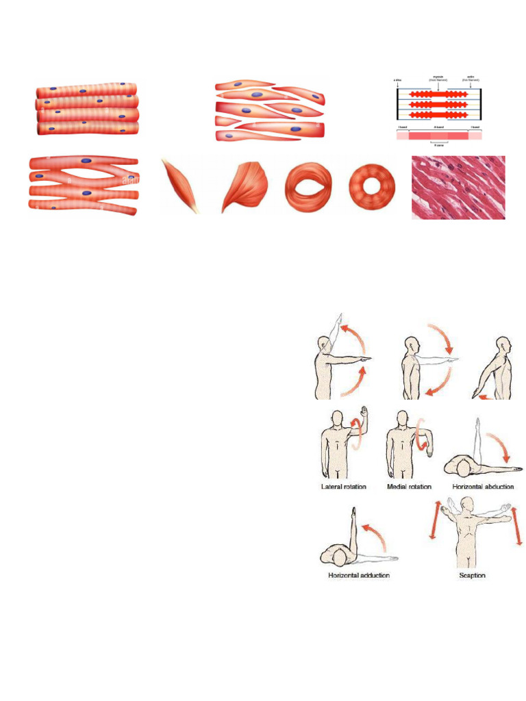 Structure and Function of Skeletal Muscle | PDF | Human Leg | Muscle ...