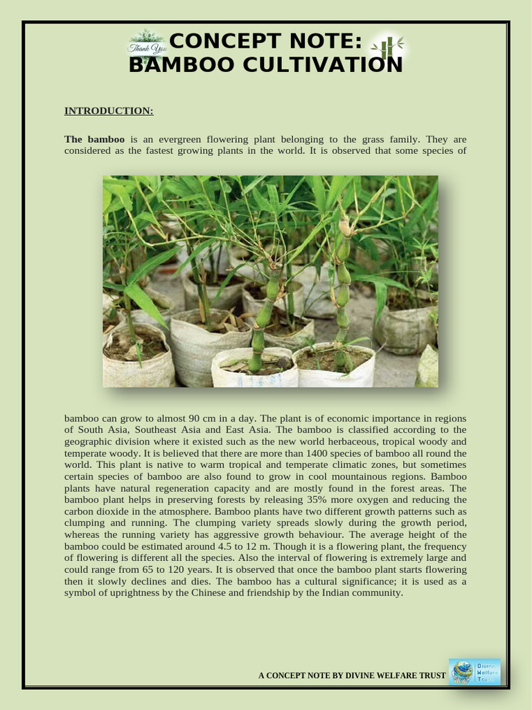 Bamboo Cultivation 12 | PDF | Soil | Bamboo