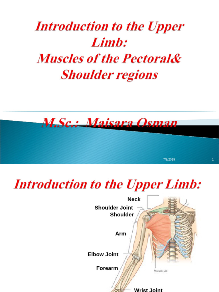Muscles of The Pectoral, Shoulder Region, Axilla | PDF | Arm | Shoulder