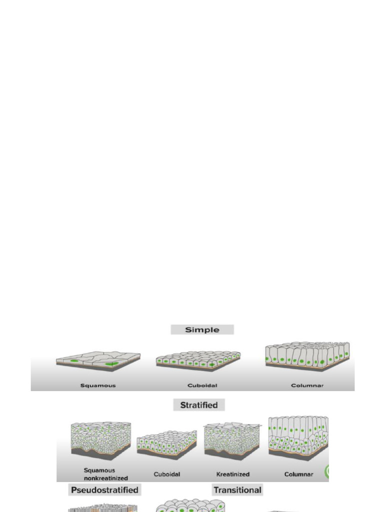 Types of Epithelial Tissues Explained | PDF | Epithelium | Tissue (Biology)