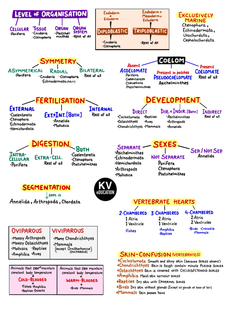 Animal Classification and Characteristics Guide | PDF | Skin | Reptile