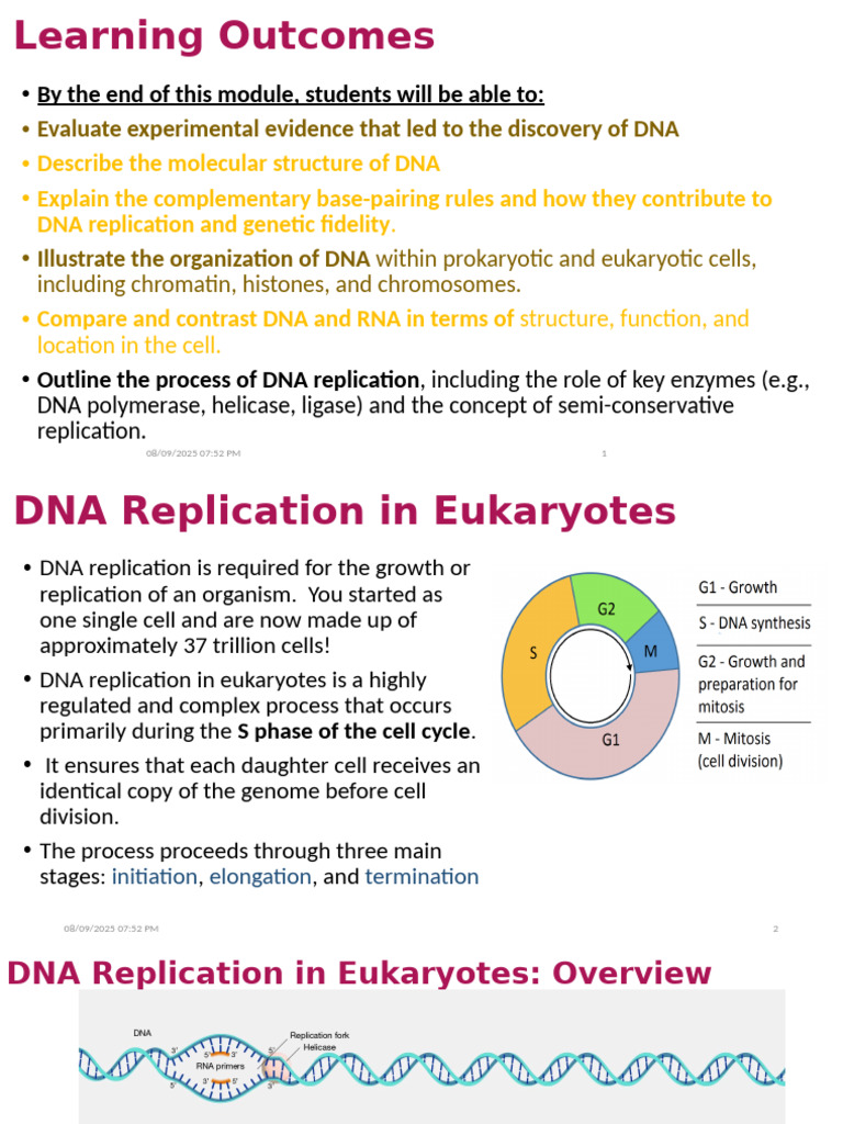 Eukaryotic DNA Replication Process | PDF | Dna Replication | Dna