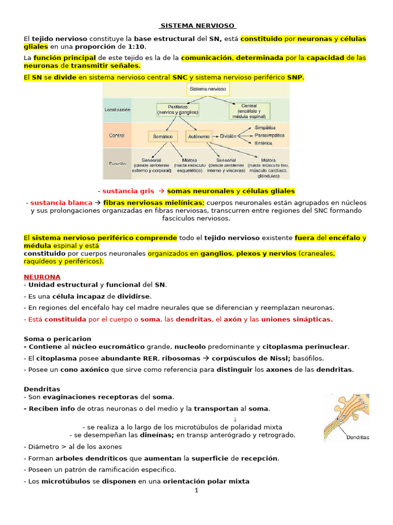 Estructura y Función del Sistema Nervioso | PDF | Sinapsis | Cerebelo