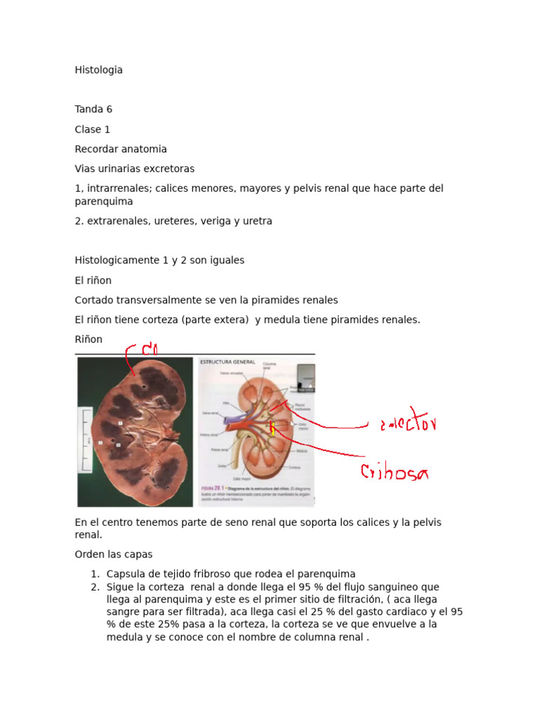 Anatomía y Función del Riñón en Histología | PDF | Riñón | Anatomía