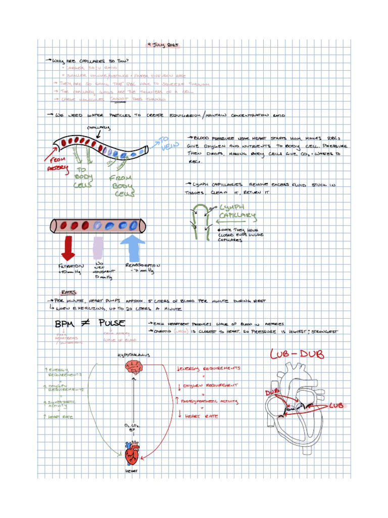 Cardiovascular System 2 | PDF