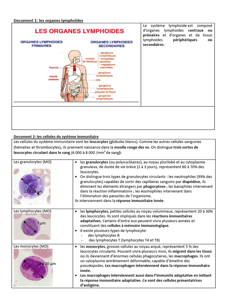 Organes et cellules du système immunitaire | PDF | Globule blanc ...