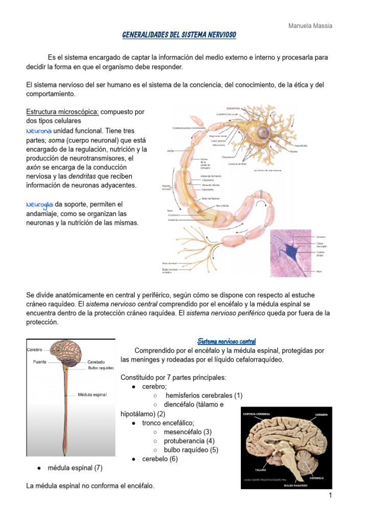 Estructura y Función del Sistema Nervioso | PDF | Médula espinal ...