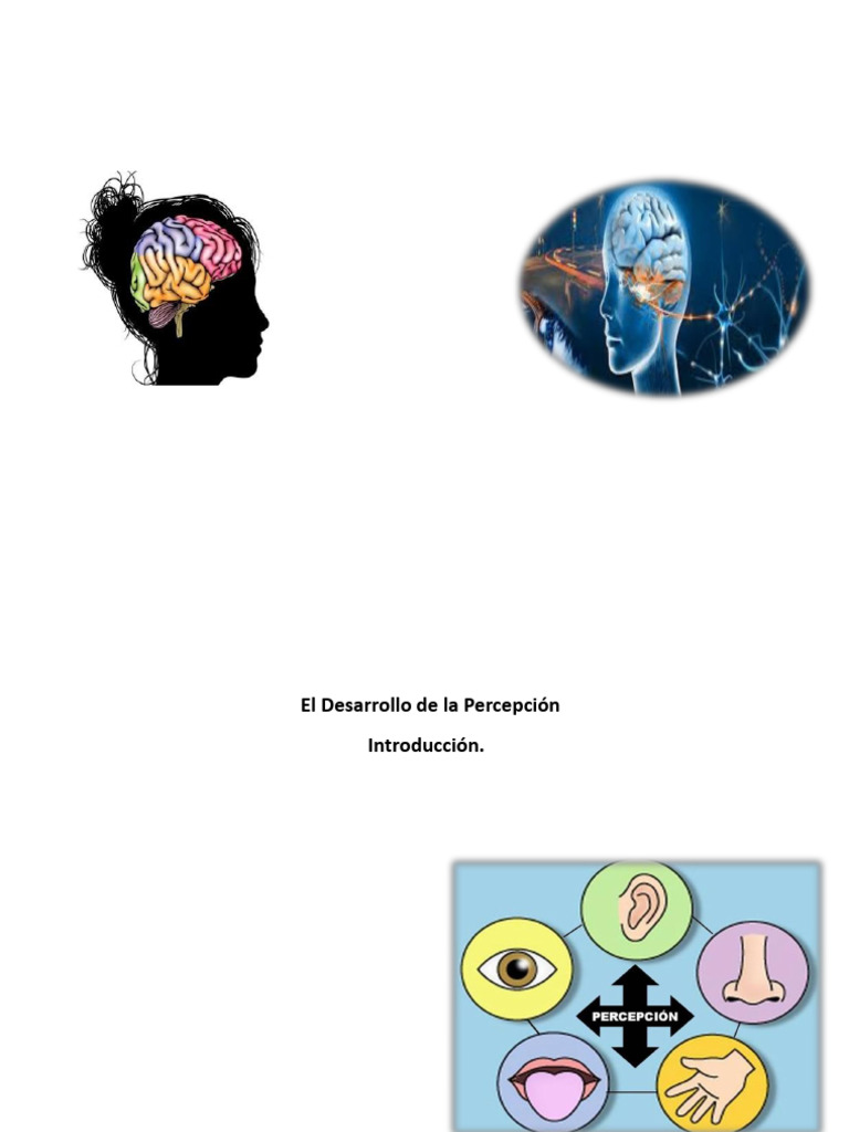 Desarrollo de la Percepción Humana | PDF | Sentidos | Percepción