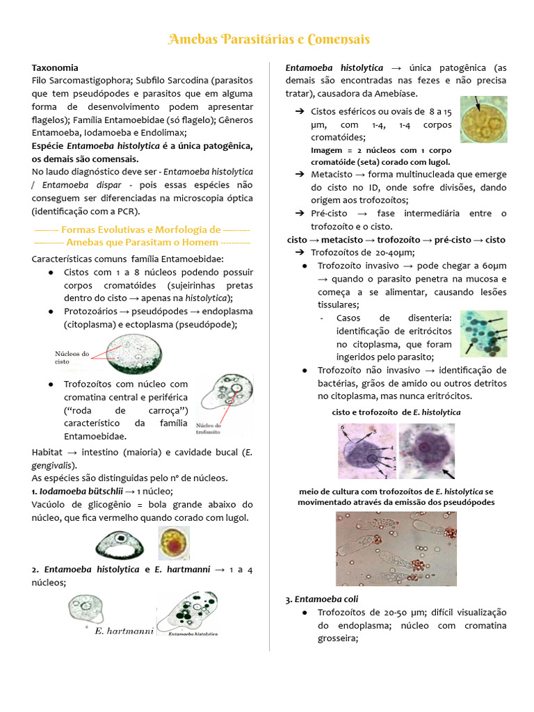 Amebas Parasitárias: E. histolytica e Diagnóstico | PDF | Núcleo ...