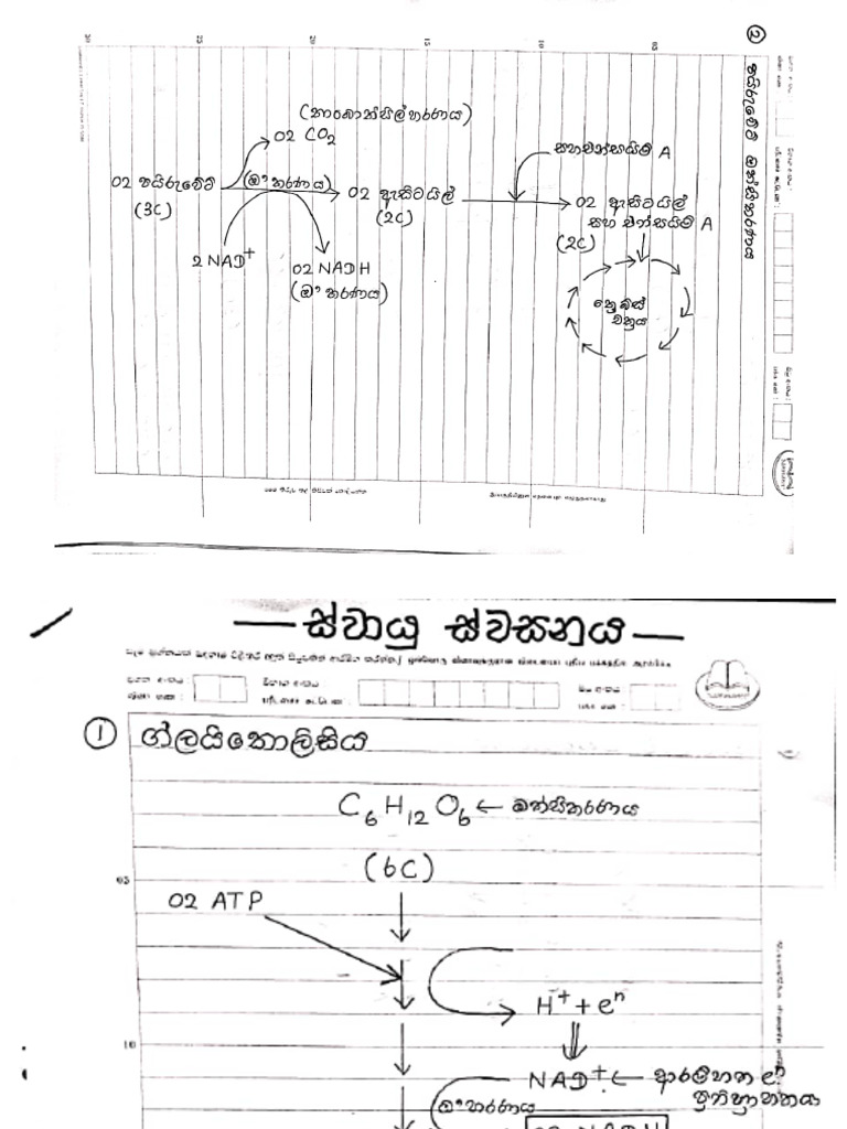 Biology 03 | PDF