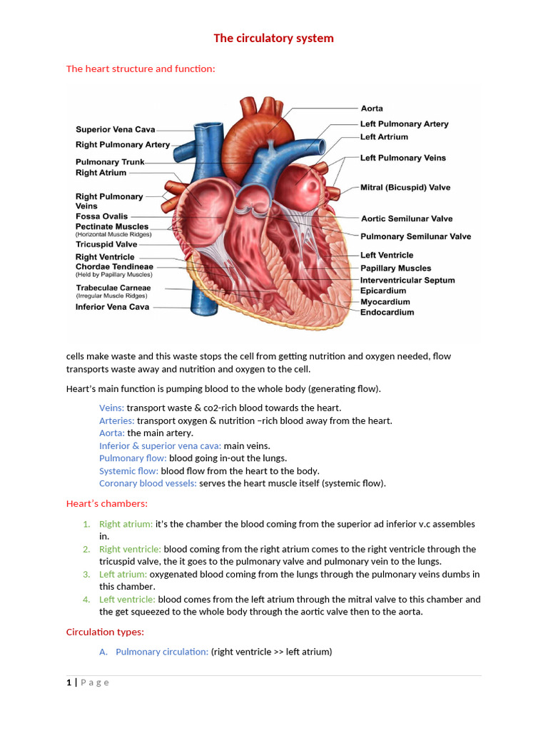 Cardiovascular System Overview | PDF | Heart | Heart Valve