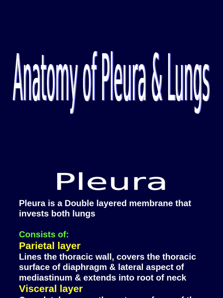 Anatomy of the Pleura and Lungs | PDF | Lung | Thorax (Human Anatomy)