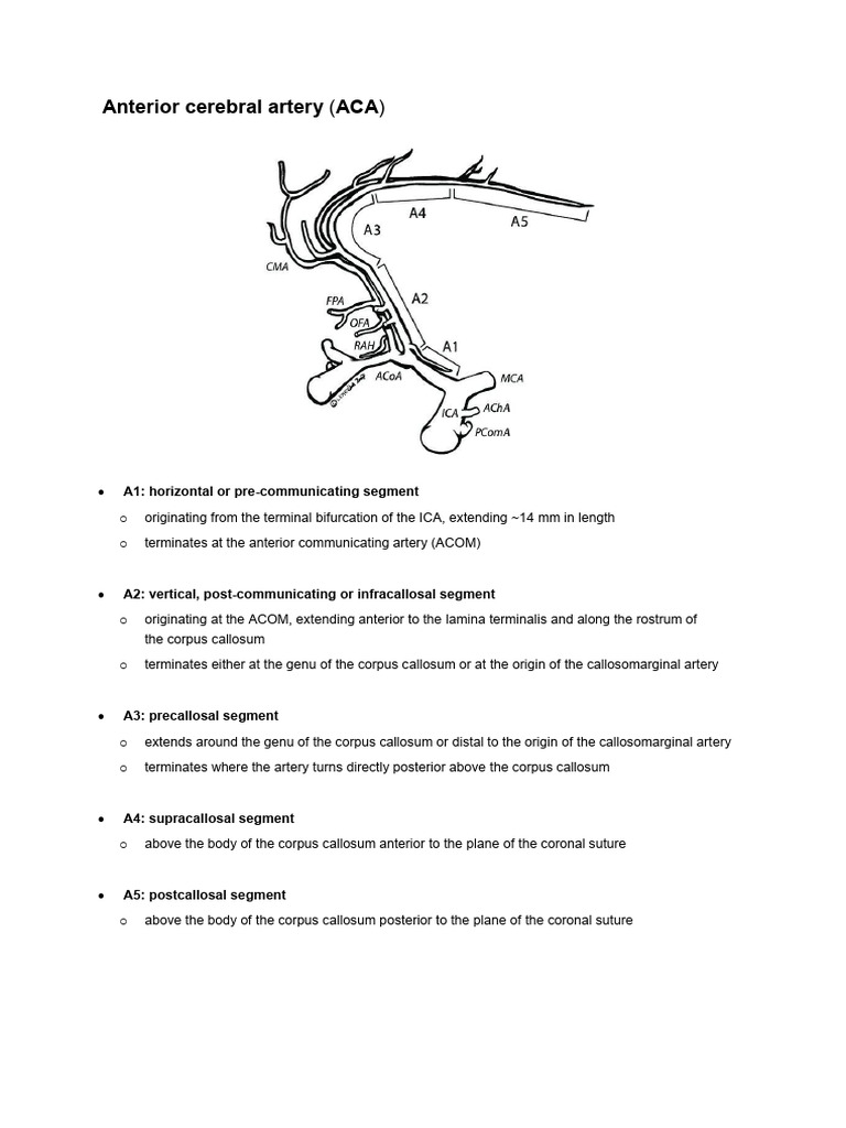 Cerebral Arterial Segments | PDF | Corpus Callosum | Human Head And Neck