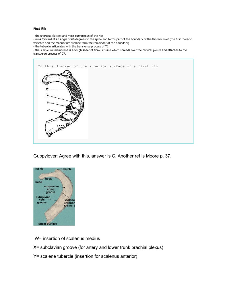 Anatomy of the First Rib | PDF
