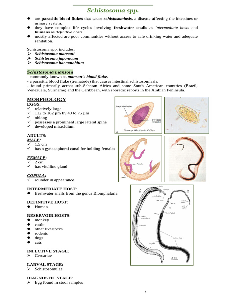 Schistosoma japonicum Morphology Overview | PDF | Parasitology | Parasitism