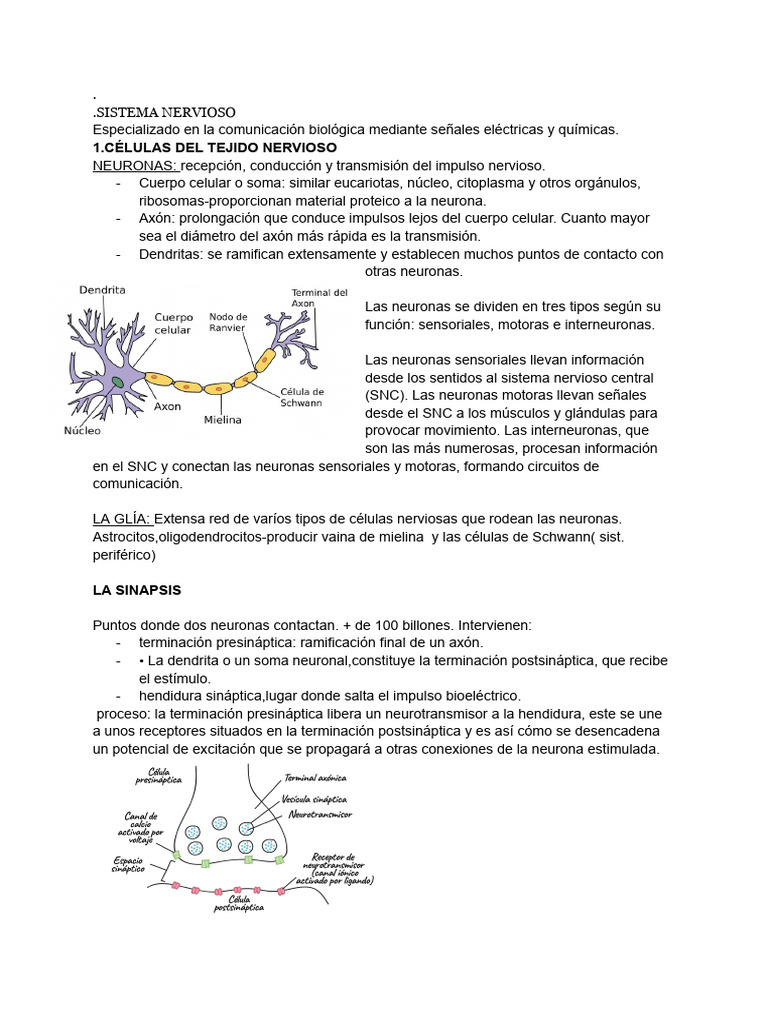 Estructura y Función del Sistema Nervioso | PDF | Neurona | Sinapsis