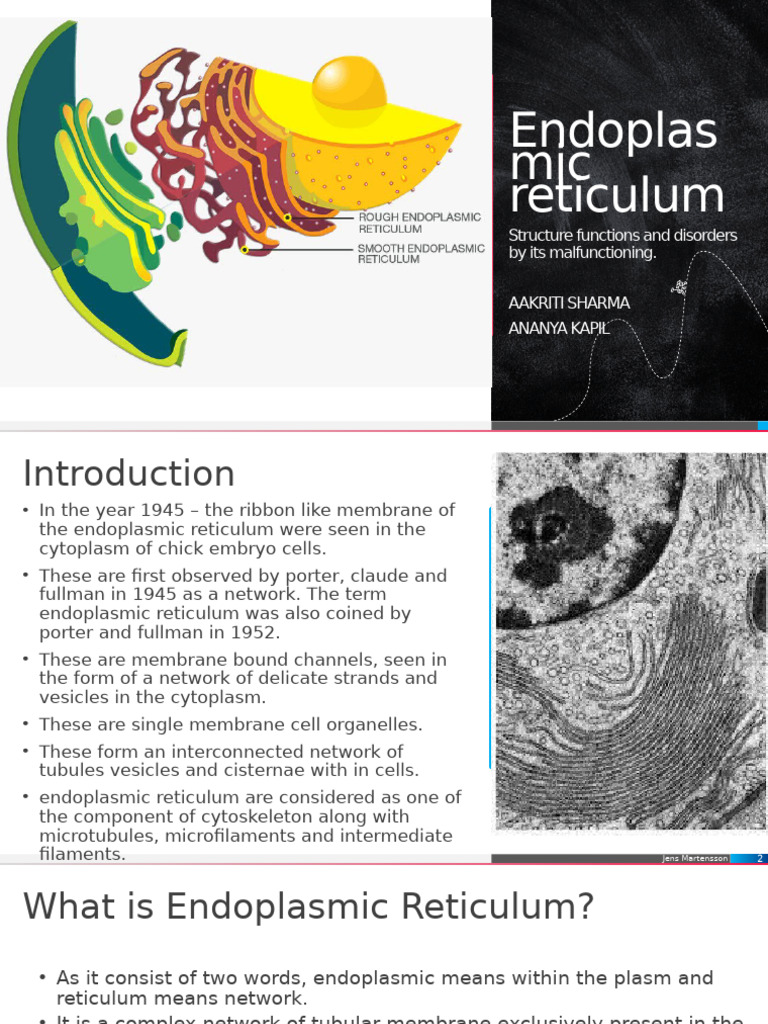 Endoplasmic Reticulum: Structure & Functions | PDF | Endoplasmic ...