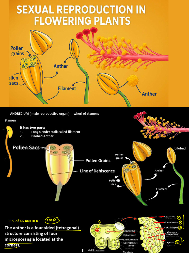 Anatomy and Function of Pollen Grains | PDF | Menstrual Cycle | Seed