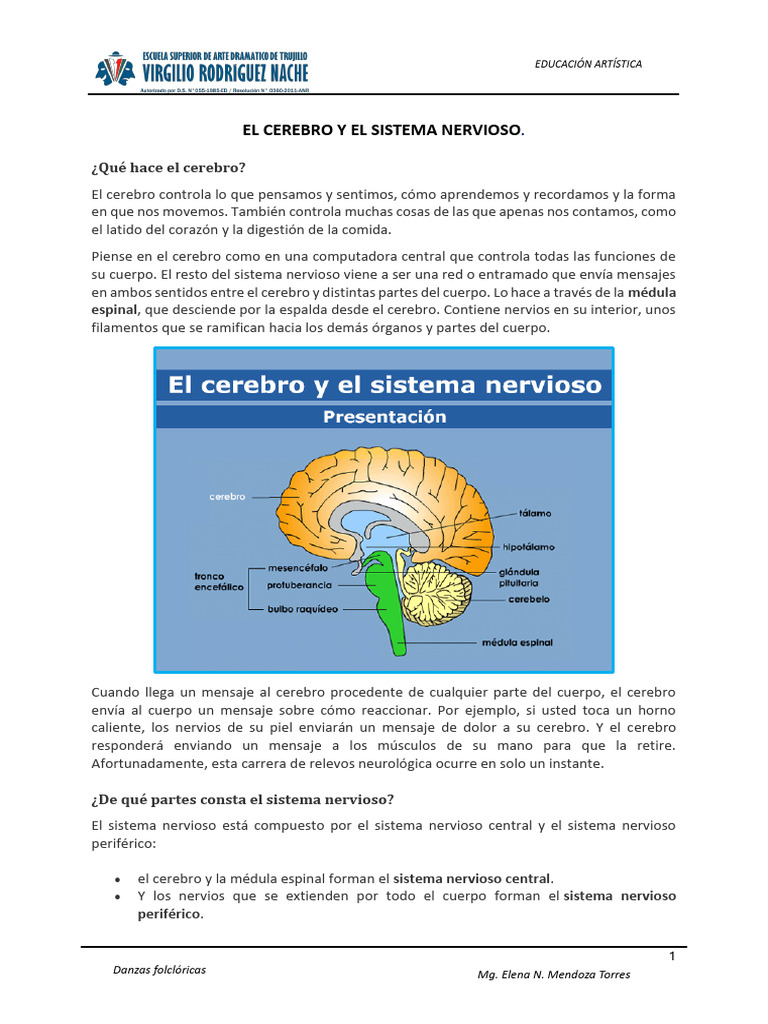 El Cerebro y el Sistema Nervioso | PDF | Cerebro | Neurona