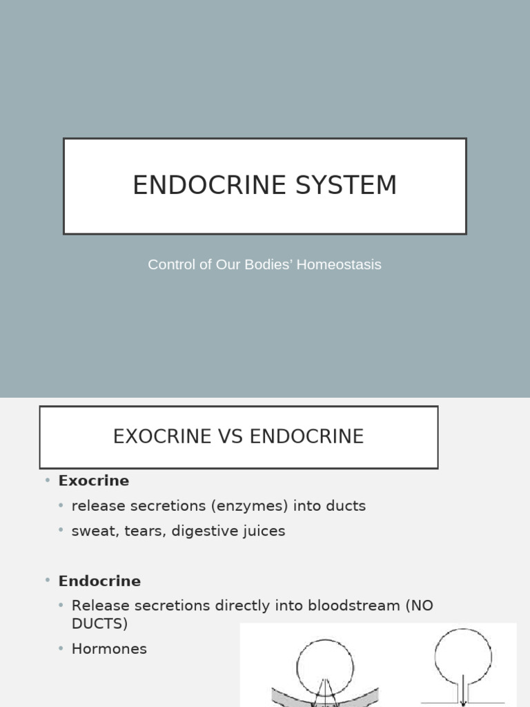 Endocrine System 56775 | PDF | Endocrine System | Luteinizing Hormone