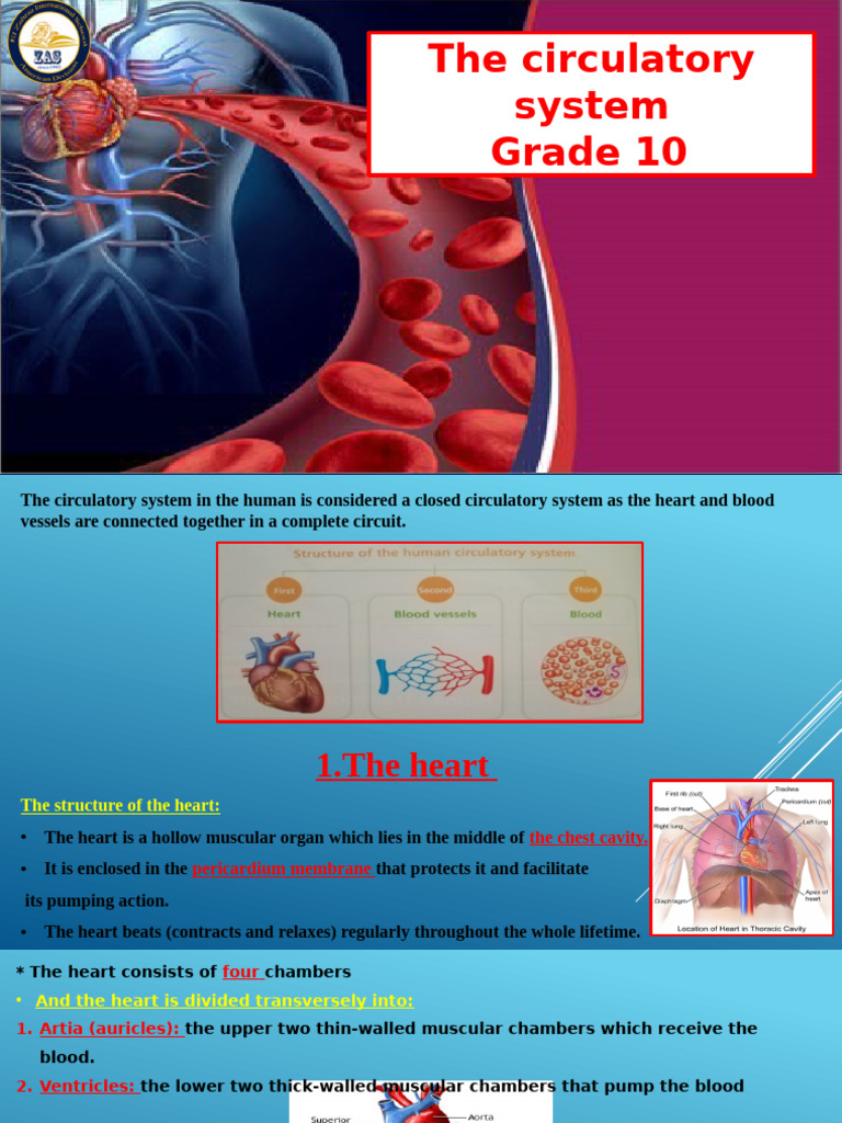 The Ciculatory System10 3 | PDF | Heart | Atrium (Heart)