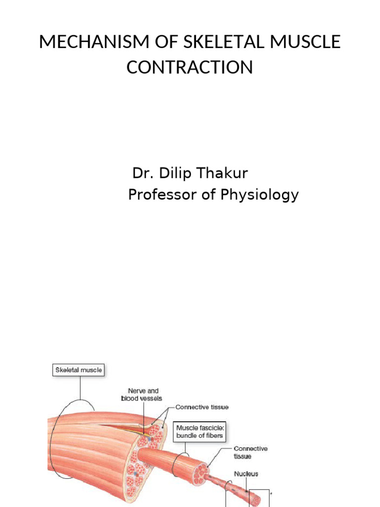 Mechanism of Skeletal Muscle Contraction | PDF