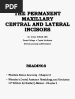 Permanent Maxillary Lateral Incisor Guide | PDF | Dentistry | Dental ...