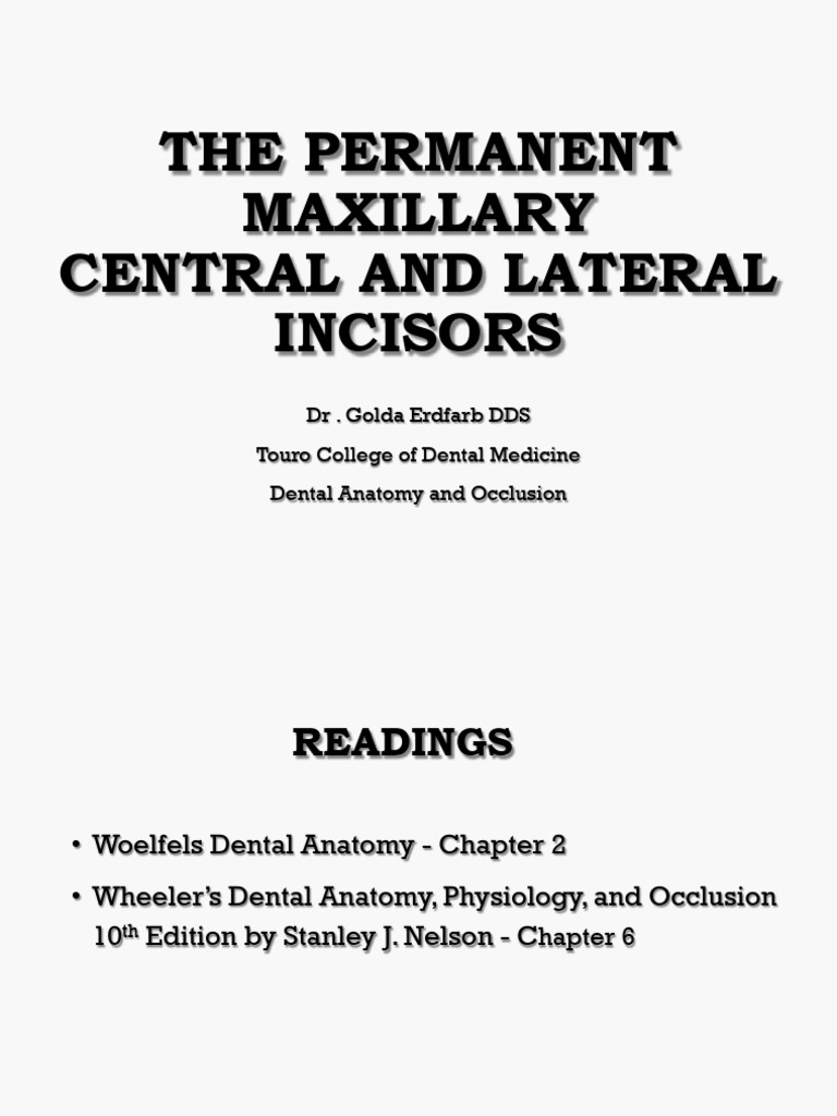 Maxillary Central and Lateral Incisors | PDF | Dental Anatomy | Dentistry