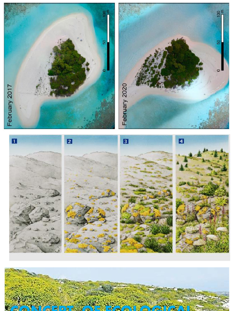 Ecological Succession New | PDF | Biogeography | Earth Sciences