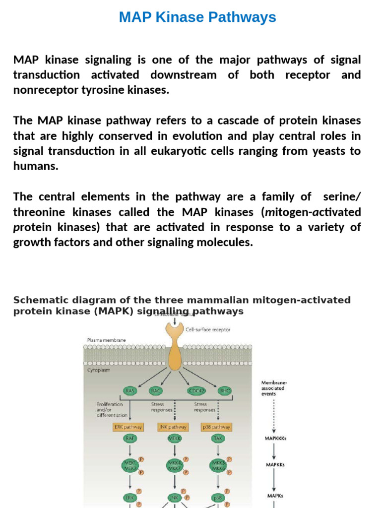Understanding MAP Kinase Pathways | PDF | Mitogen Activated Protein ...