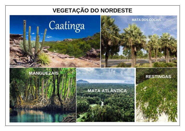 Vegetação Do Nordeste | PDF