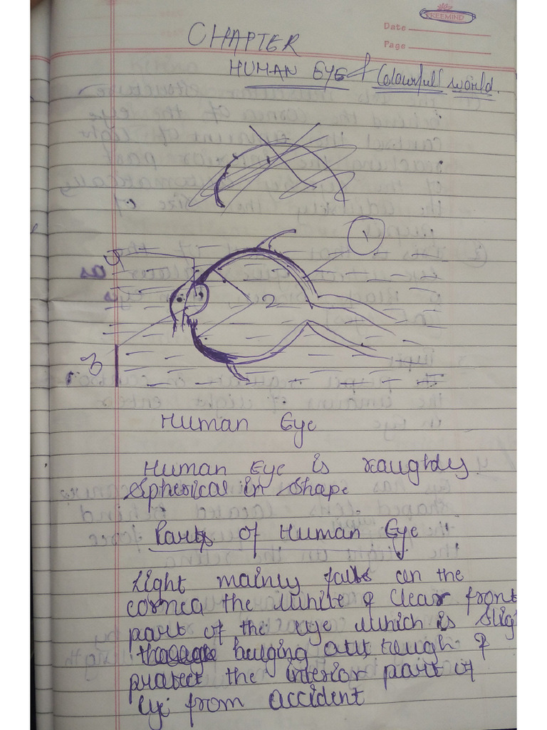 Human Eye ? | PDF