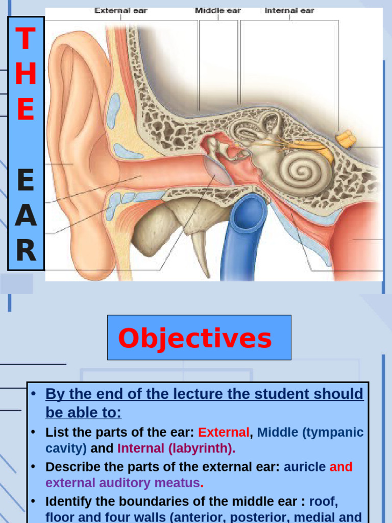 9-Anatomy of The Ear | PDF | Ear | Auditory System