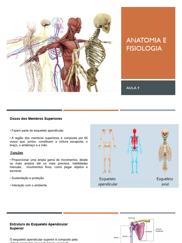 Anatomia dos Ossos dos Membros Superiores | PDF | Anatomia humana ...